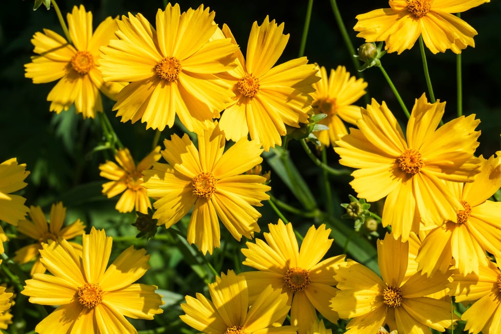 Bright yellow flowers of Lance-leaved coreopsis (Coreopsis lanceolata)